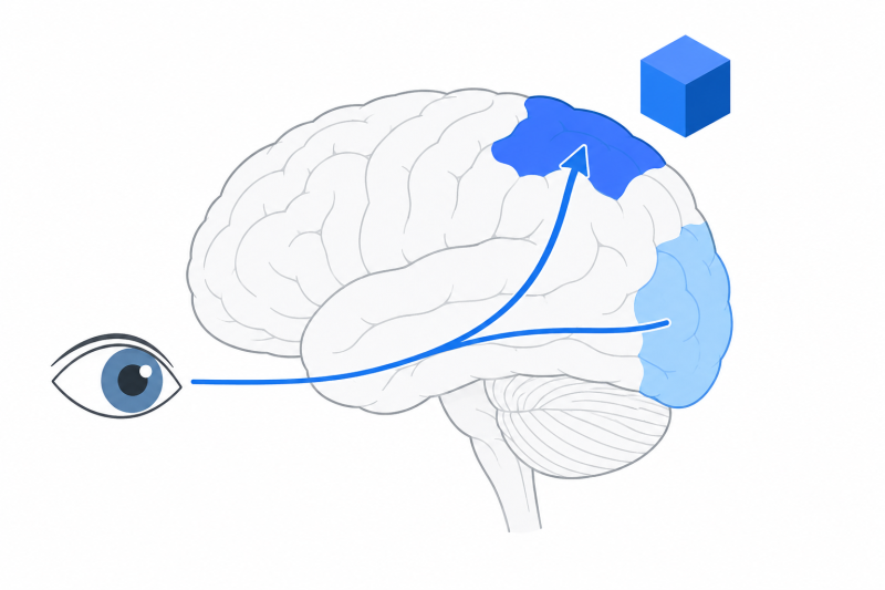 Flat illustration of the brain processing 3D spatial information through visual pathways